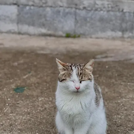 Drveni San Senovic 2 Vakantiehuis *